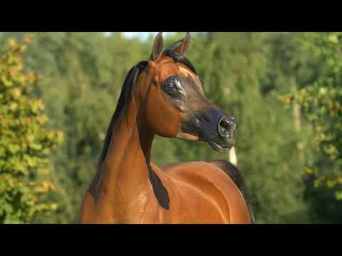 ⭐ BIDZINA K.A. ⭐ (QR Marc x Bid Persia) - STC AUCTION 2022