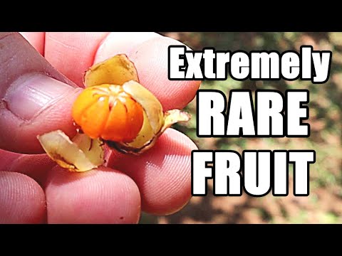 We Found a Very Rare Fruit from the Seychelles! -  Dillenia ferruginea Review - Weird Fruit Explorer