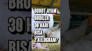 Download lagu Bobot Ayam Broiler 2 Kg Dalam 30 Hari ??? mp3 Download lagu Bobot Ayam Broiler 2 Kg Dalam 30 Hari ??? mp3
