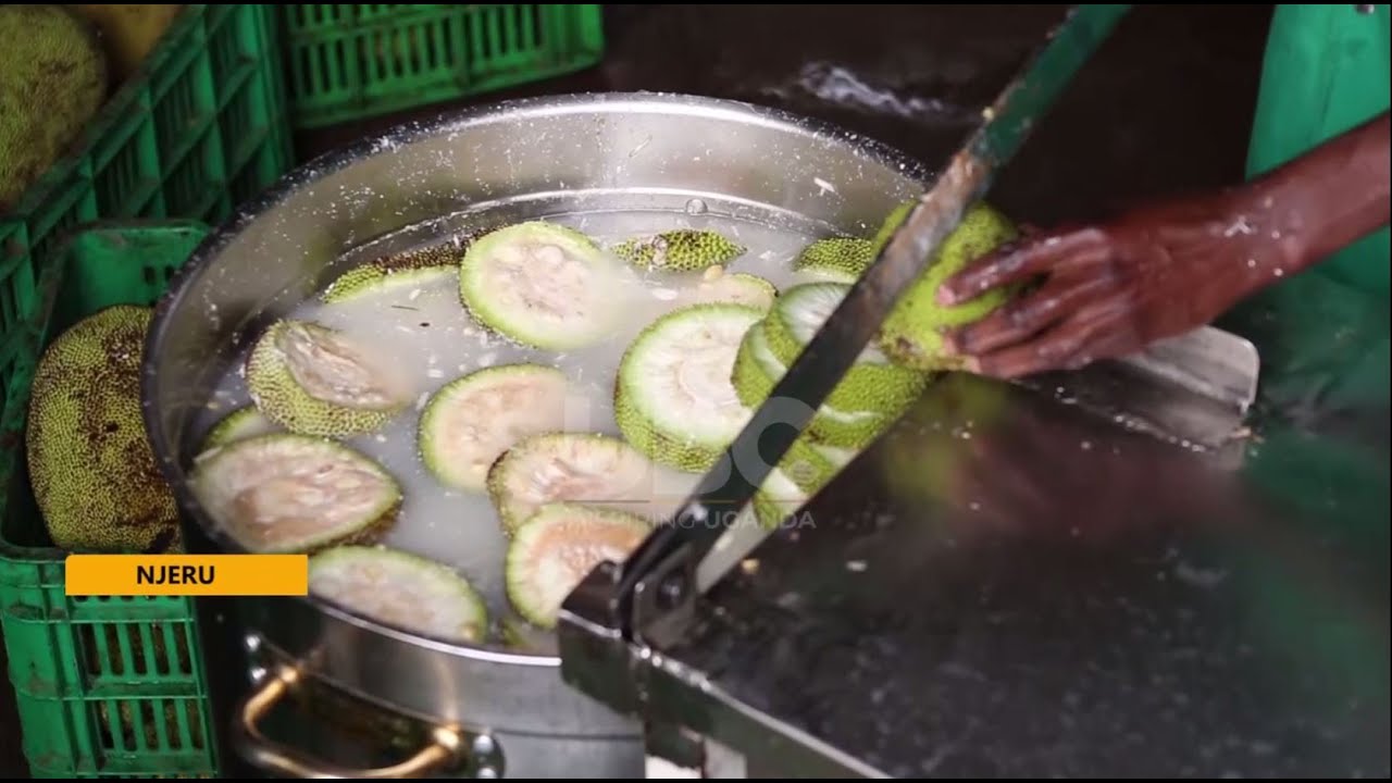 JACKFRUITS VALUE ADDITION - YOUNG JACKFRUITS PROCESSED FOR THE EUROPEAN MARKET