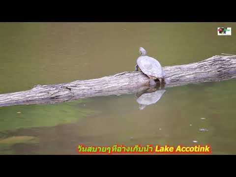 TAMRON SP 150-600 VC DI G2 VIDEO TEST