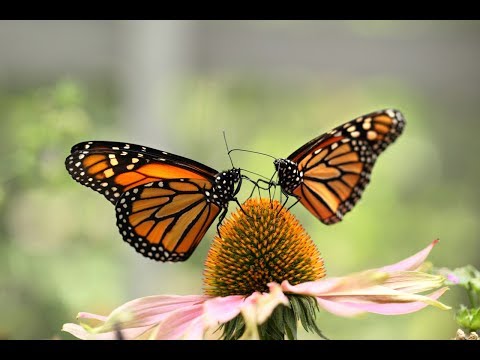 Love is like a butterfly ( emotional music )