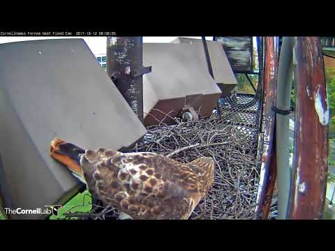 Big Red and Male Red-tail Make An Autumn Visit To Fernow Nest – Oct. 12, 2017