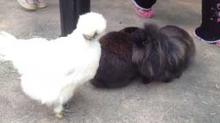 なかよしなウサギ2匹と真っ白なニワトリ  Rabbit Chicken