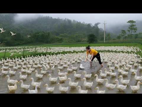 Harvest 300 Ducks to bring to market to sell and Cooking