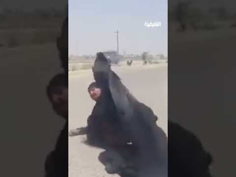فيديو | أبناء يرمون أمهم المسنة في الشارع بمحافظة الديوانية