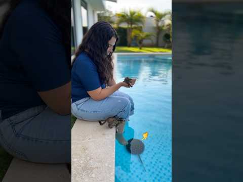 Meu gato nadou com uma raia