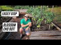 How To Stop Blossom End Rot On Tomatoes |5 Simple Tips|