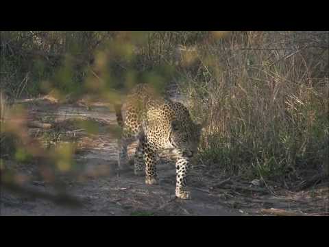 SAFARI LIVE Male Leopard FATHER TINGANA, SON HOSANA Face Off