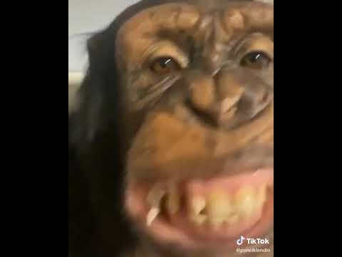 Maimuța mestecă gumă la mâna a doua 🙊😂😂😂