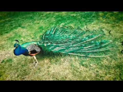 Male Peacock Mating Dance display with beautiful feathers colours and Love sound funny animals video