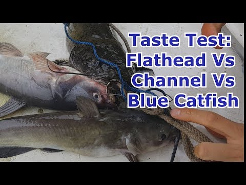 Catch and Cook: Channel Vs Flathead Vs Blue Catfish