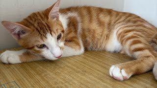 「Akira江西南癒しの猫」正在直播！#貓動画#大相撲#可愛い猫 