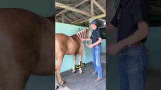 شاهدوا الرجل والحصان والشعر الذي لا ينتهي shorts