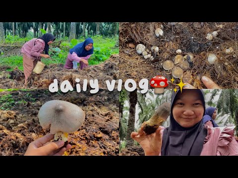 🐙daily vlog | looking for palm mushrooms with mom🍄˚.🎀༘⋆ #dailyvlog #adventure #palmmushrooms