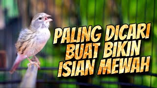 Download lagu PALING DICARI BIKIN CENGKOK ISIAN MEWAH - MASTERAN KENARI ISIAN BLACKTHROAT GACOR MUDAH DITIRU mp3 Download lagu PALING DICARI BIKIN CENGKOK ISIAN MEWAH - MASTERAN KENARI ISIAN BLACKTHROAT GACOR MUDAH DITIRU mp3