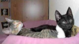 Cute Kitten - Dixie Chicks (voice inside my head)