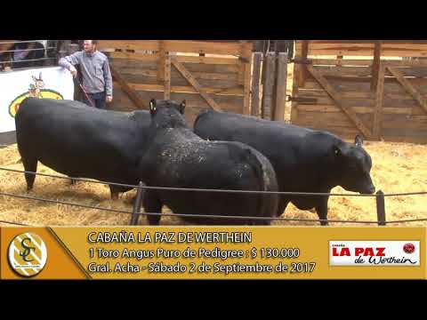 02-09-17 Venta de Toros Puros de Pedigree - Cabaña La Paz de Werthein - Gral. Acha