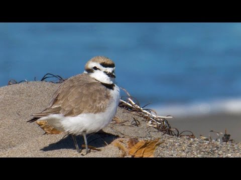 Sharing the Beach