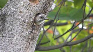 鳥、ＥＫＨの鳥動画　コゲラ（小啄木鳥）１１０５２２１