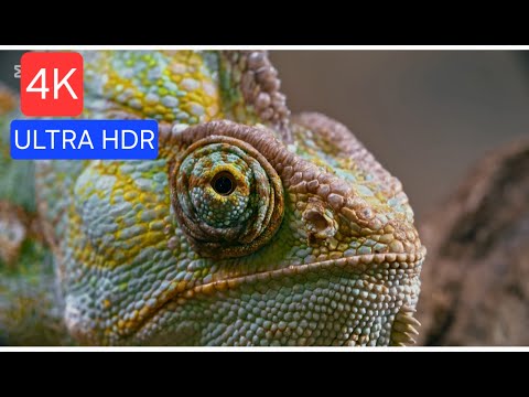LIZARD AND BEAUTYFULL BUTTERFLY GARDEN | 4K HDR | RELEx  @ScenicScenes @8KVIDEO-ULTRAHD-8K