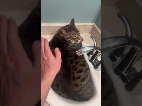 Der Katzenbaum hat uns SCHWACH 😭😭 Fette Katze