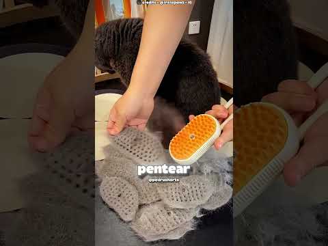 Os pelos dele estavam caindo... 🐈🐱
