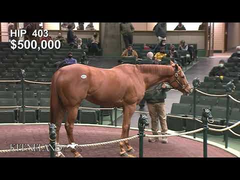 Regal Glory (hip 403) sells at 2021 Keeneland January for $925,000