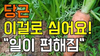 당근파종시기 / 김장때 사용할 당근파종 / 당근심는방법/빗자루 활용방법 공개