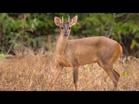 WAY OF LIFE OF THE CATINGUEIRO DEER. Mazamagouazoubira
