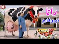 55 Liters Milk Per Day Super Cow At Rana Dairy Farm Eid Special Offer Don T Miss A Year Deal