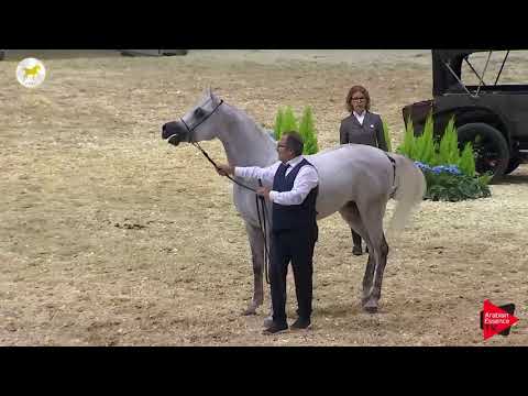 N.45 AARON DE PIGALL - SEWC 2019 - 3 Years Old Colts (Class 6)