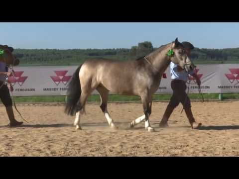 Canela da Catallana - Corte de Limia