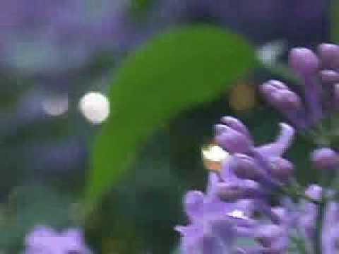 Ambient Video: Purple Swirl