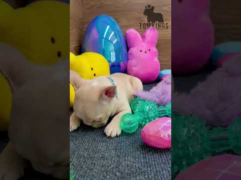 Video 5
