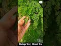 Moringa Tree Miracle Tree Medicine Of 300 Diseases Made By Plant Care With Sahar