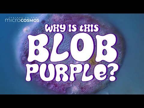 We've Been Looking For This Purple Amoeba for 6 Years!
