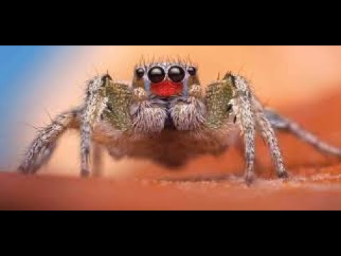 Lessons in Color  What Jumping Spiders Teach Us About the Spectrum of Life
