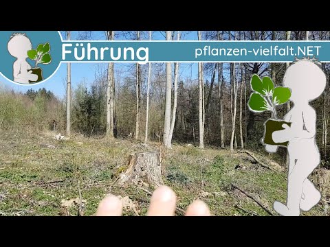 🔎 KW 15 - Wildpflanzen Führung 2/3 - (2te Aprilwoche) - Kahlschlag-Wildpflanzen-Runde