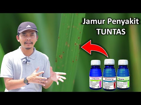 3 fungisida andalan untuk jamur di tanaman padi.