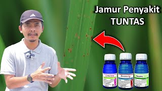 Download lagu 3 fungisida andalan untuk jamur di tanaman padi. mp3 Download lagu 3 fungisida andalan untuk jamur di tanaman padi. mp3