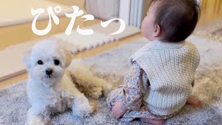 妹がとあることをした後必ずくっつき虫になる兄犬が可愛すぎる【初節句】マルプー×1歳
