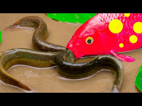 Amazing Koi Doctor - Frog and Eel Survival Battle - Funny Animails Stop Motion Fish In Mud Coco