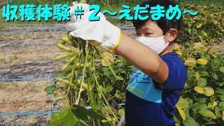 [収穫体験]～えだまめ～ 直太ちゃんねる
