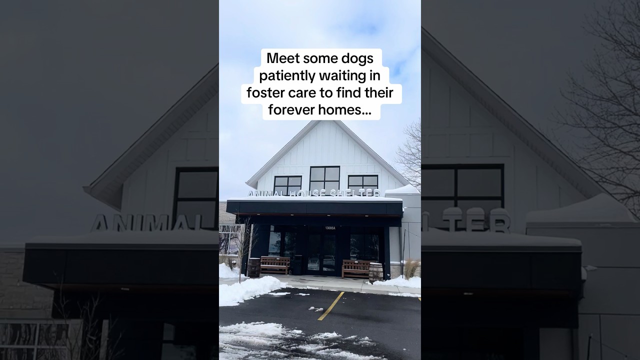 Stella Rose, a Adoptable mixed breed in Huntley, IL video 6/6