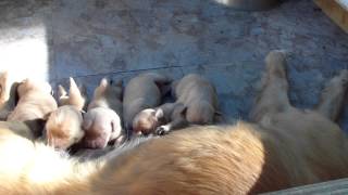 Goldens at five days old