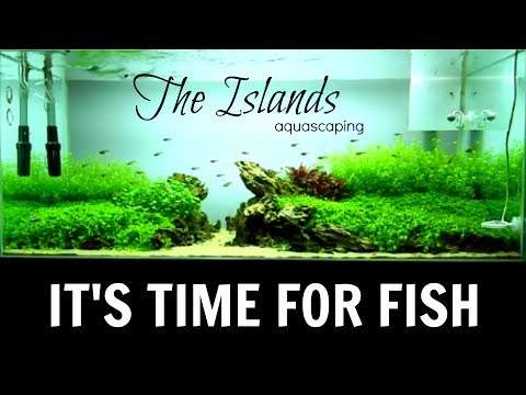 Aquascaping THE ISLANDS - Adding Fish & Aquarium Store Tour