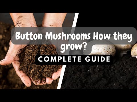 Cultivating White Button,Portobello & Cremini mushrooms || Agaricus bisporus farming Guide