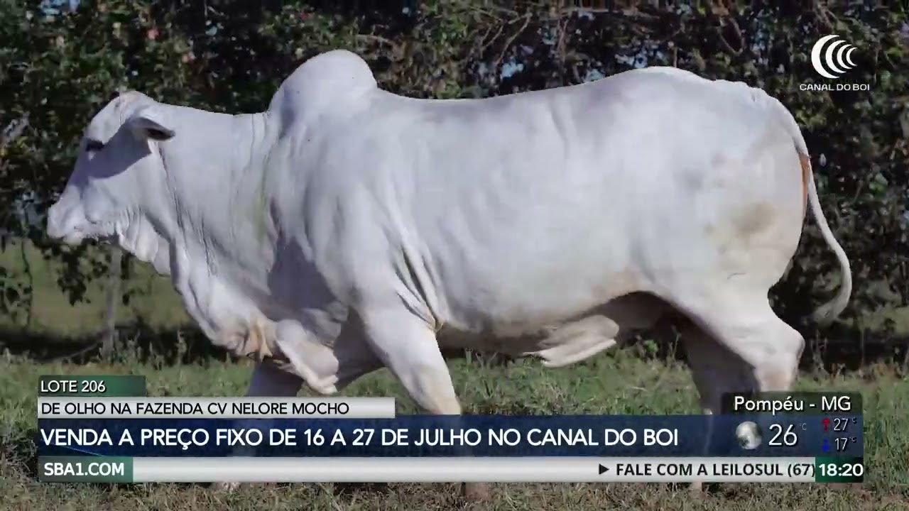 De Olho na Fazenda CV Nelore começa nesta quinta com oferta de touros rústicos e matrizes