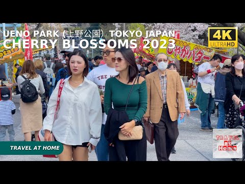 4k hdr Japan cherry blossoms 2023 | Walk in Ueno Park (上野公園）Tokyo | The best sakura viewing spots.